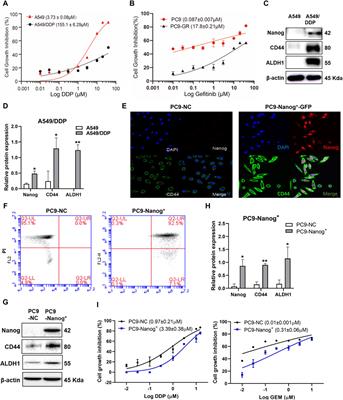 Sponge-derived alkaloid AP-7 as a sensitizer to cisplatin in the treatment of multidrug-resistant NSCLC via Chk1-dependent mechanisms